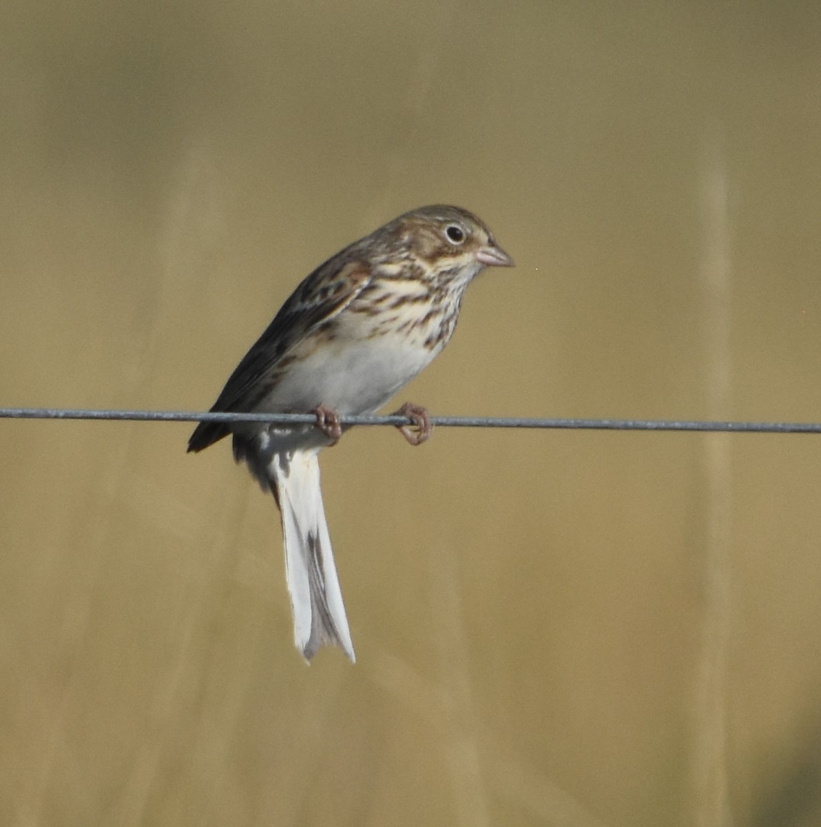 Vesper Sparrow - ML608906293