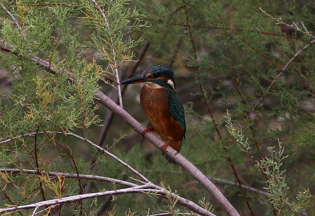 Common Kingfisher - ML608906374