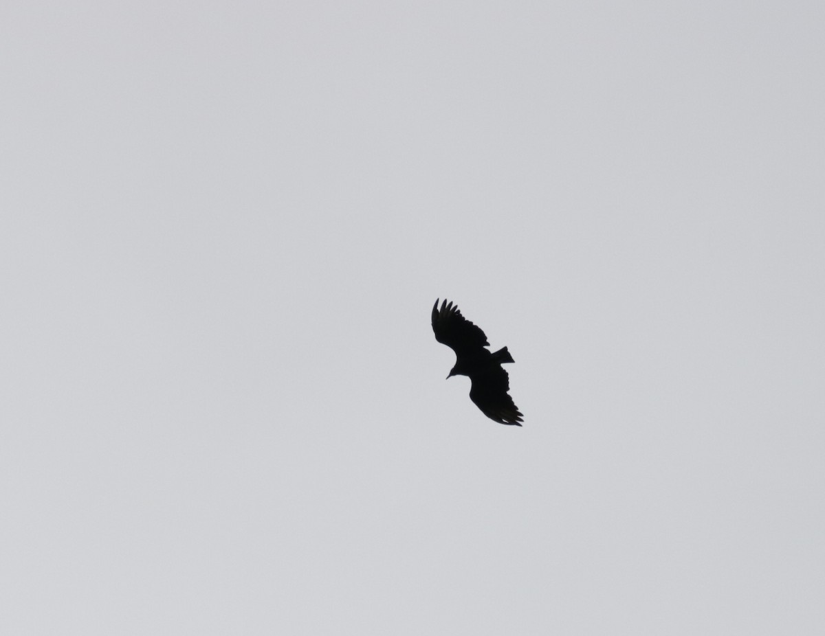 Black Vulture - Kate Schnurr