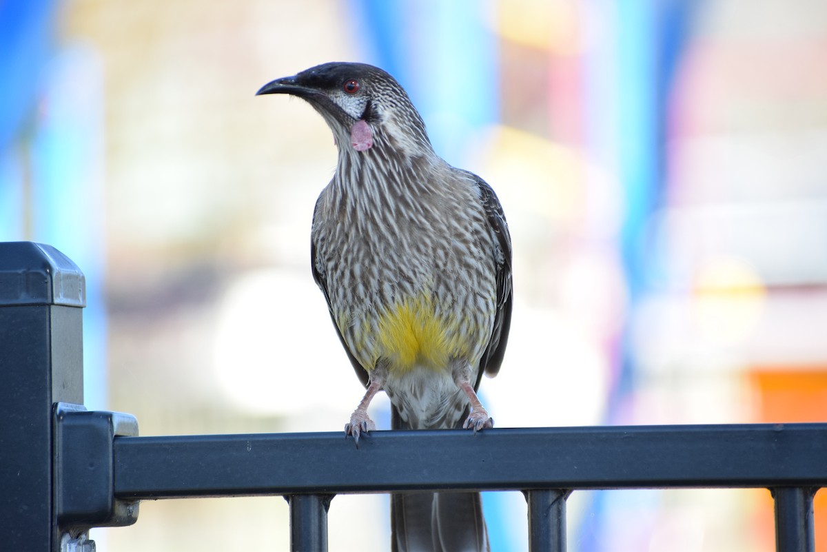 Red Wattlebird - ML608906452