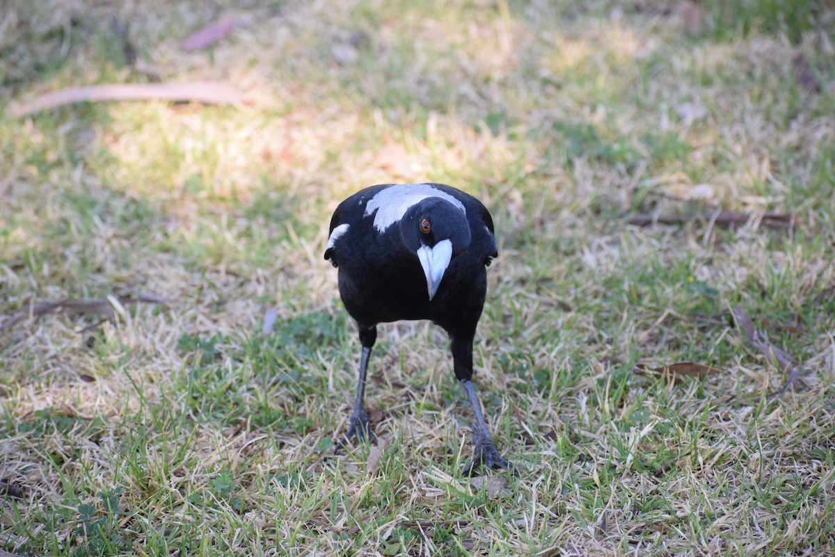 Australian Magpie - ML608906462