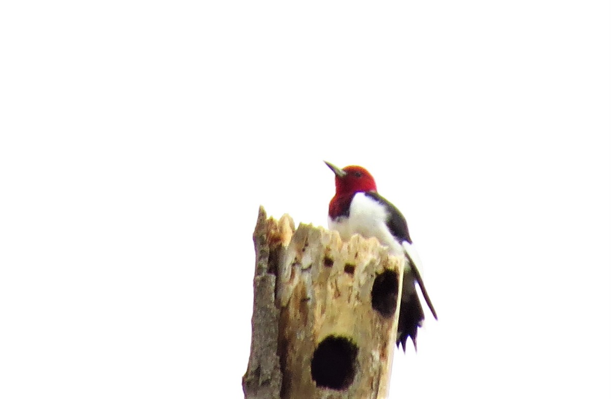 Red-headed Woodpecker - ML608906504