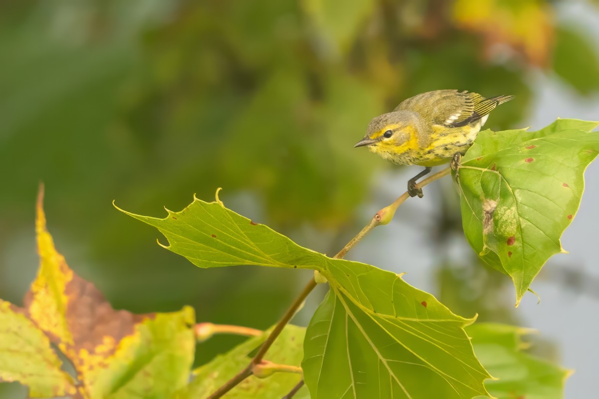 Cape May Warbler - ML608906506
