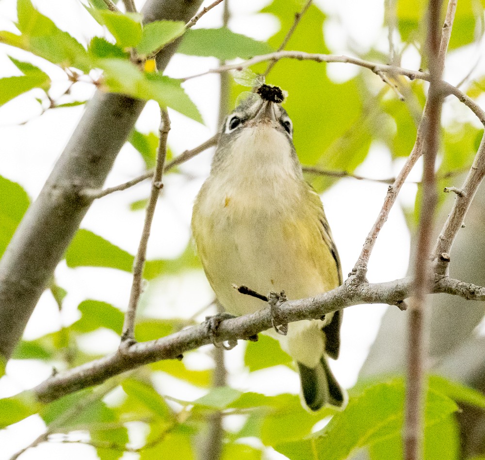 Blue-headed Vireo - ML608906611