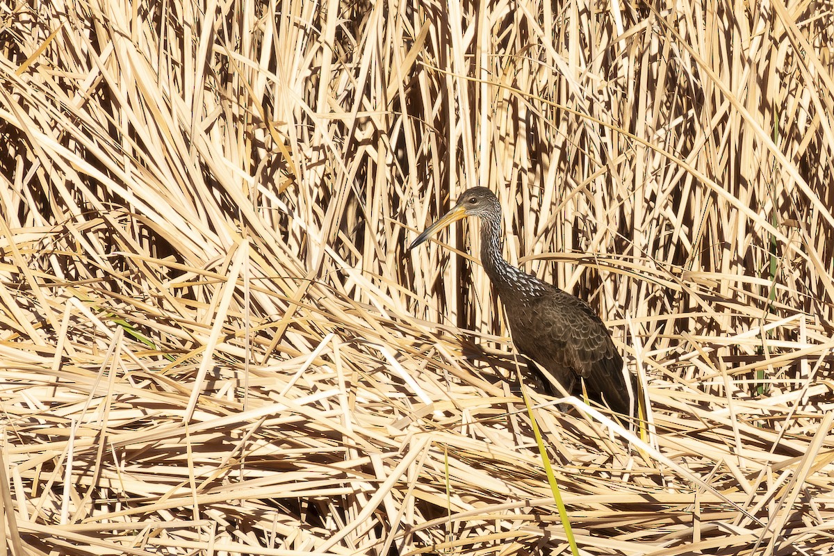 Limpkin - ML608906688