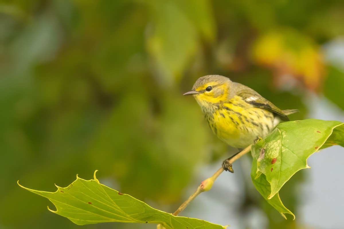 Cape May Warbler - ML608906696