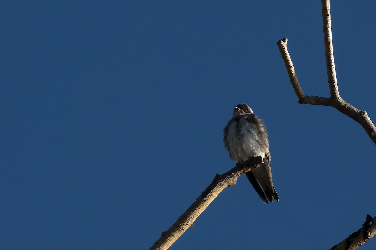 Brown-chested Martin - ML608906698