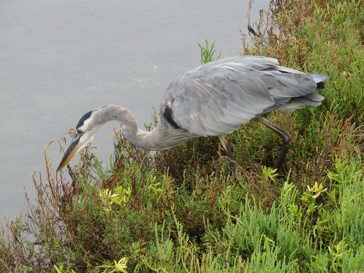 Great Blue Heron - ML608906704