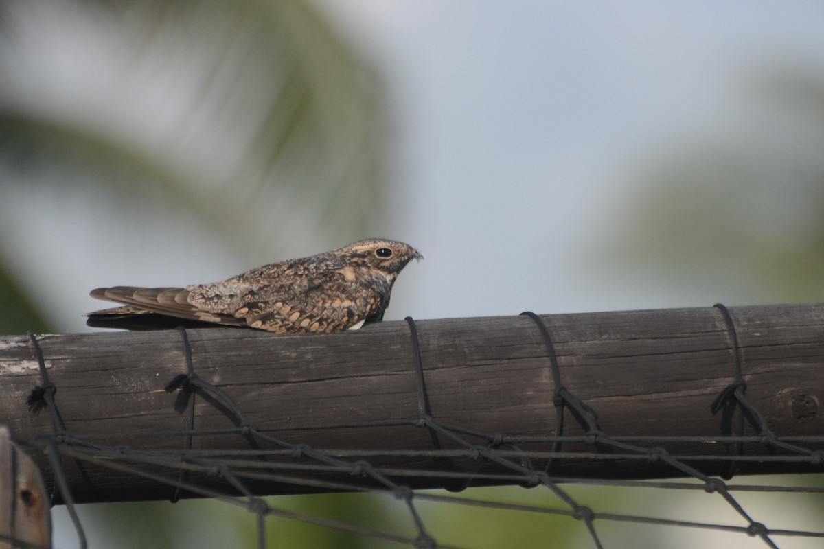 Lesser Nighthawk - Mauricio Rodriguez