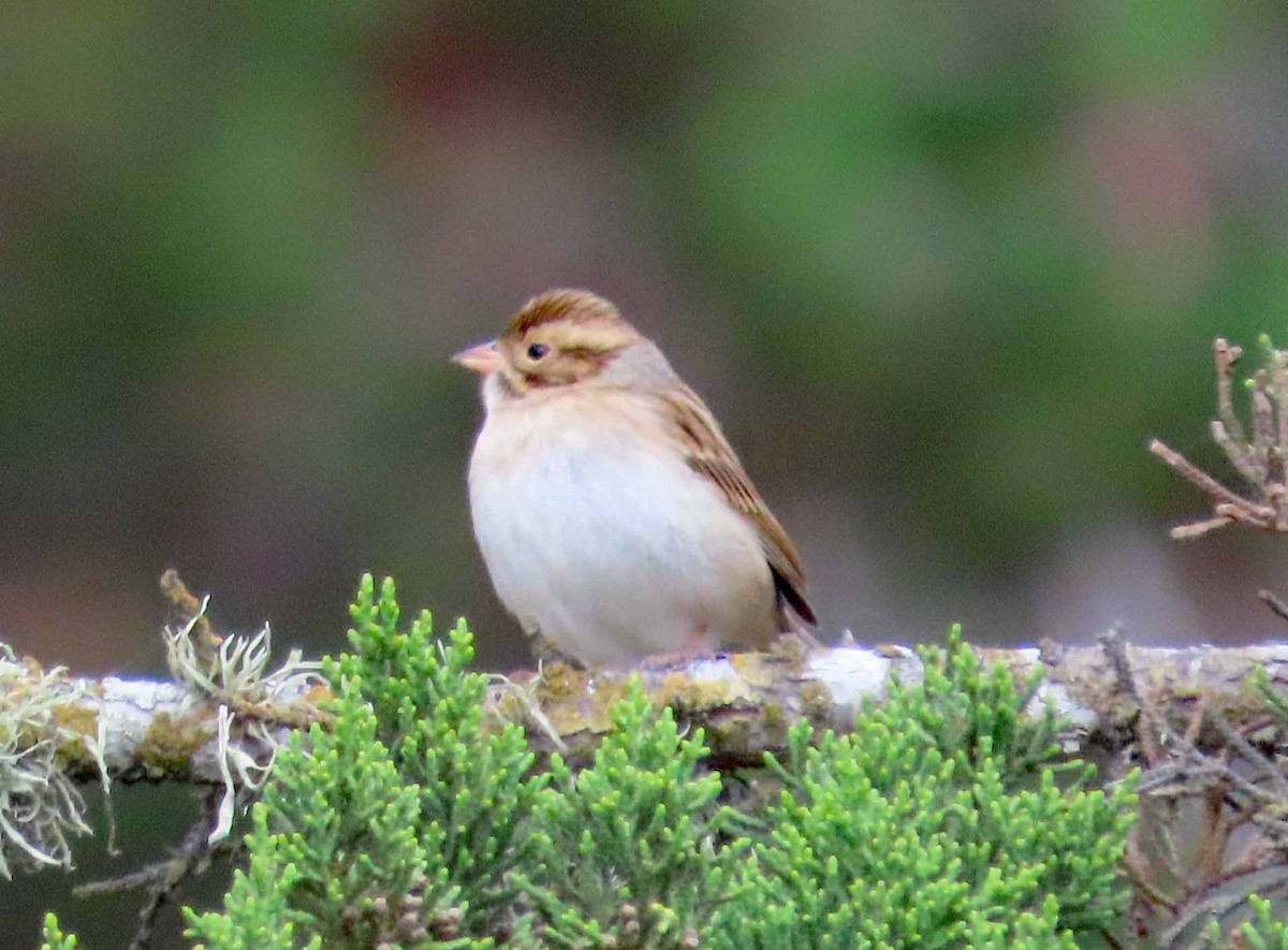 Clay-colored Sparrow - ML608906967