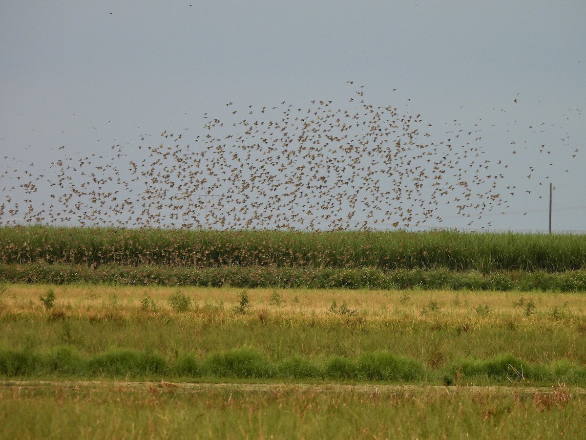 bobolink americký - ML608906976