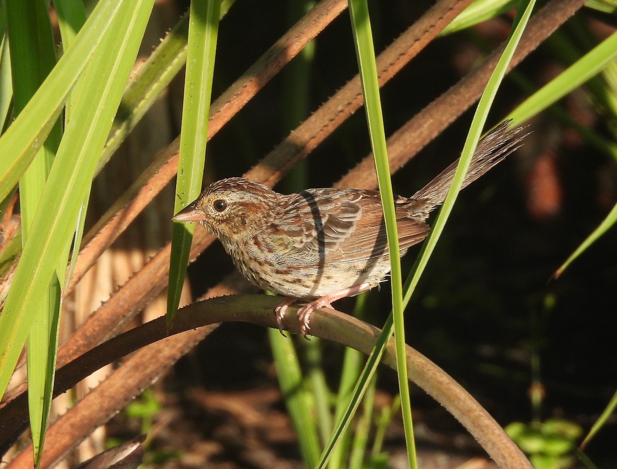 Bachman's Sparrow - ML608907000
