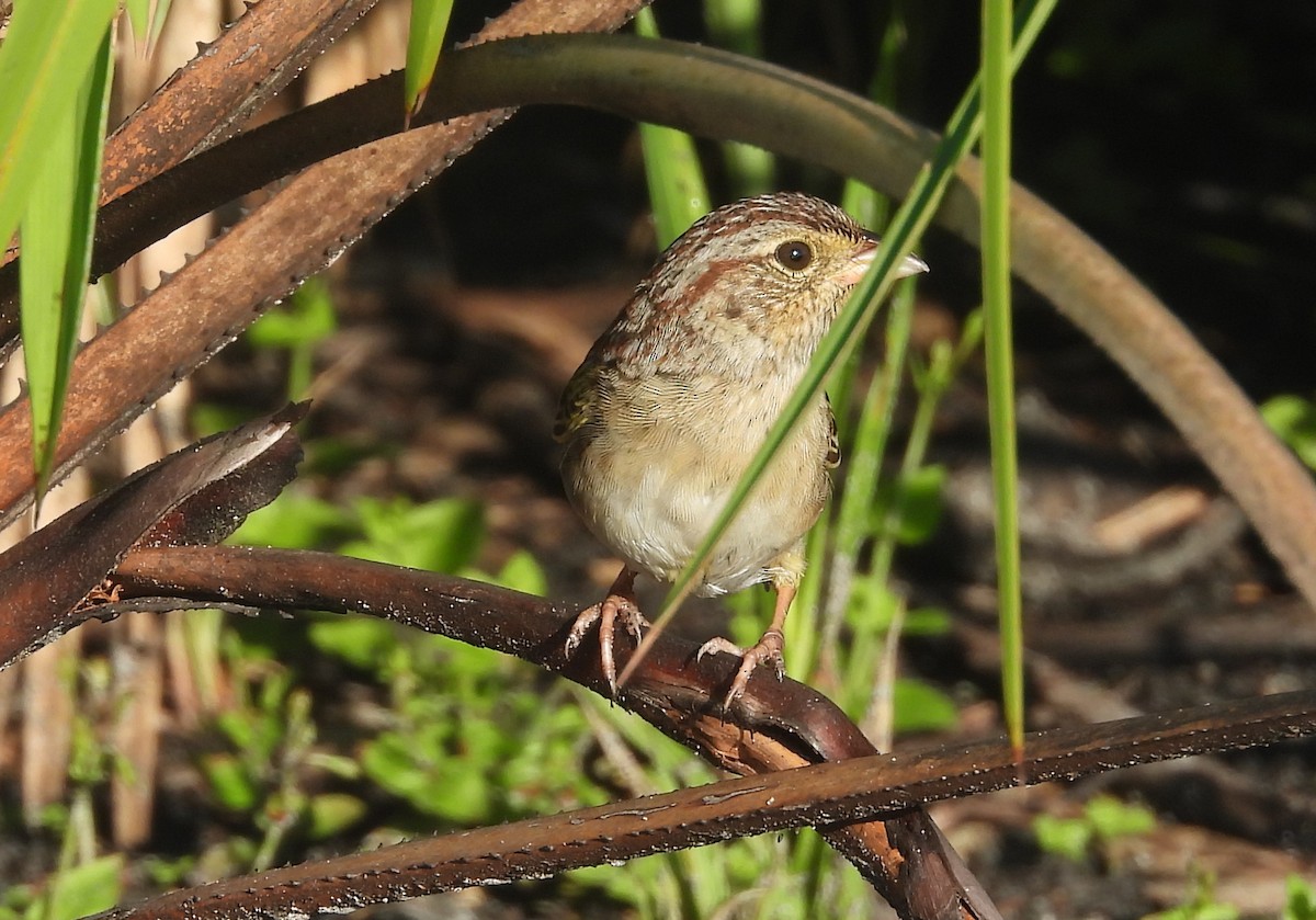 Bachman's Sparrow - ML608907011