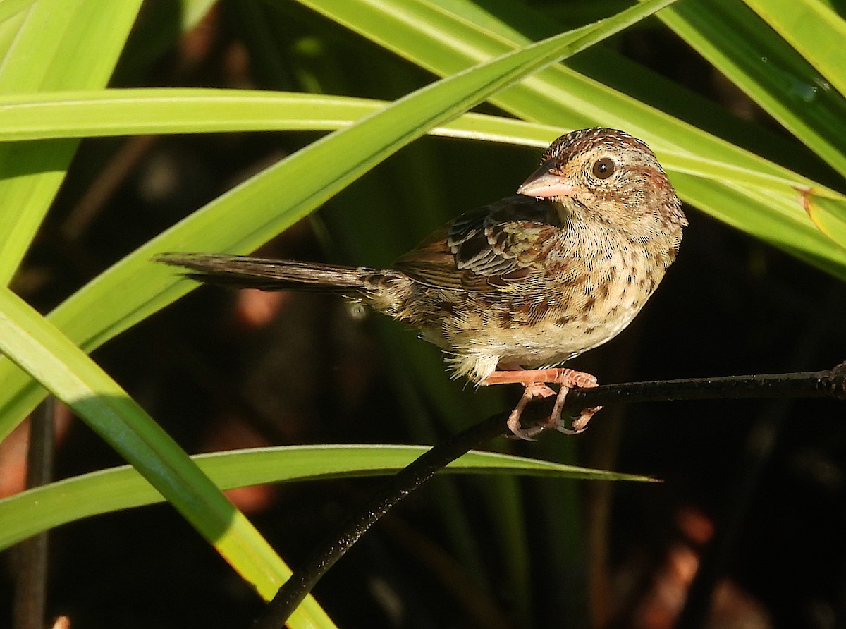 Bachman's Sparrow - ML608907019