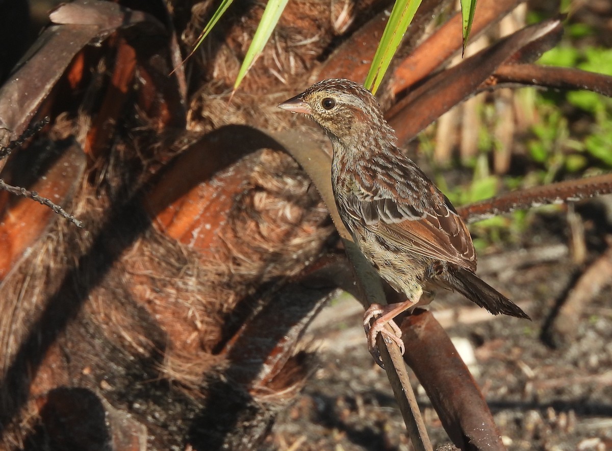 Bachman's Sparrow - ML608907021