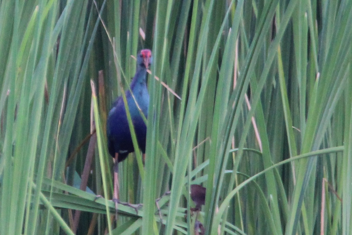 Gray-headed Swamphen - ML608907023