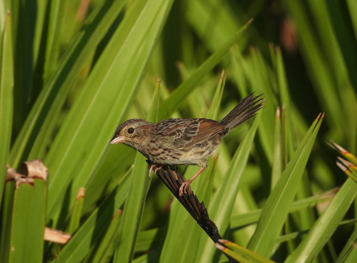 Bachman's Sparrow - ML608907026