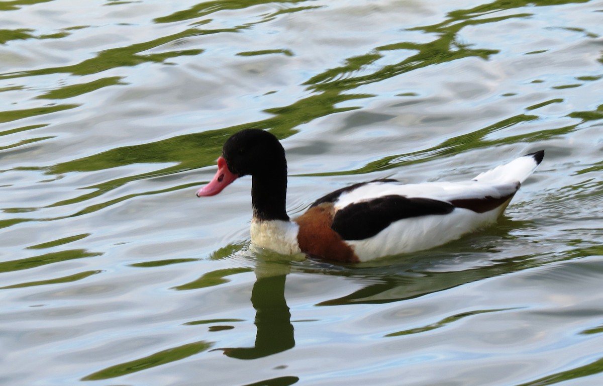 Common Shelduck - ML60890721