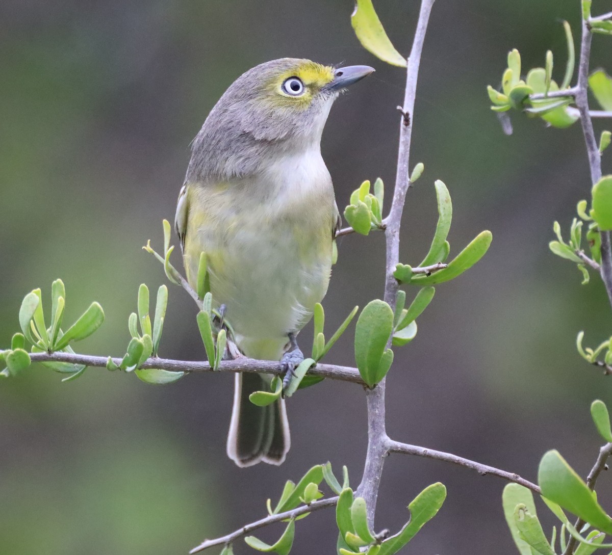 White-eyed Vireo - Dean Gregory