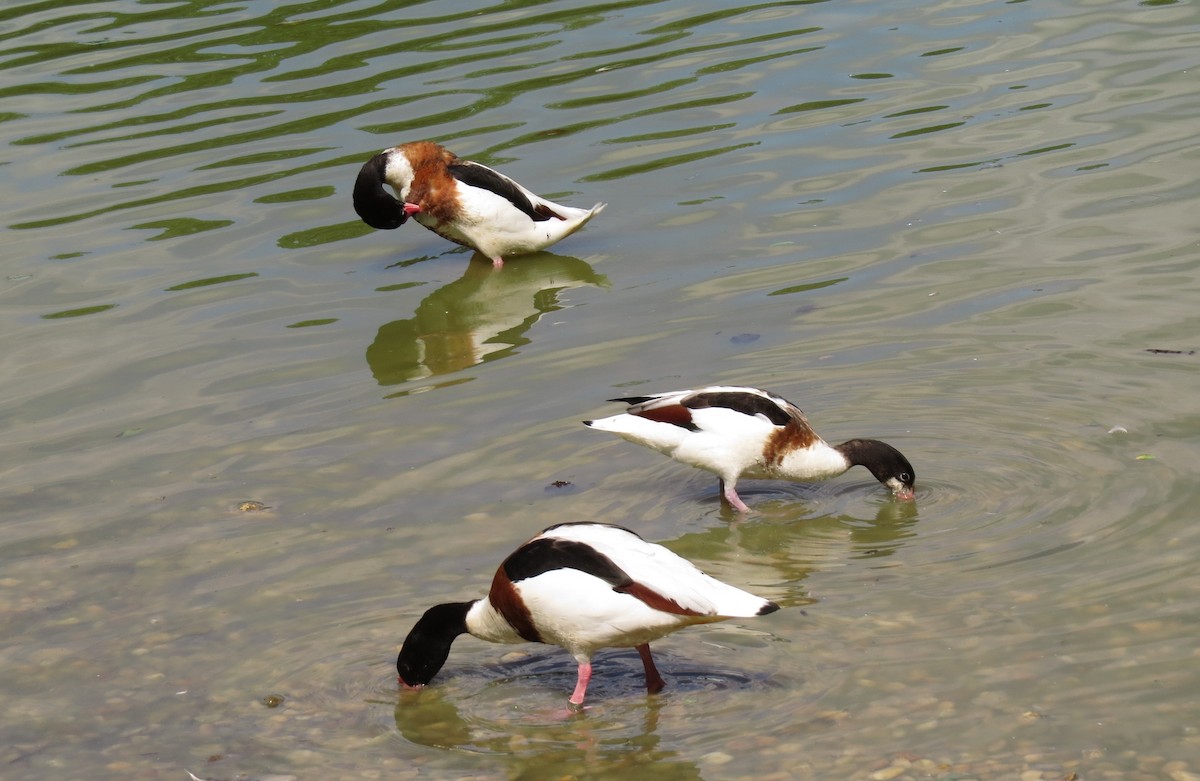 Common Shelduck - ML60890731