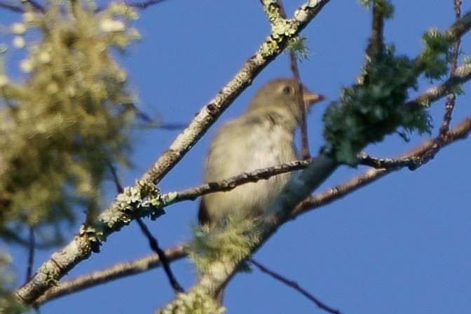 Least Flycatcher - ML608907379