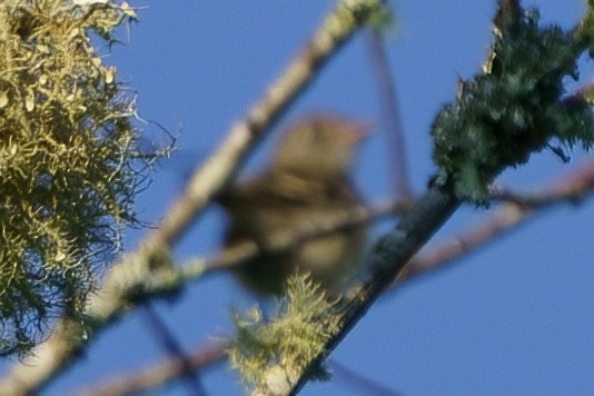 Least Flycatcher - ML608907381