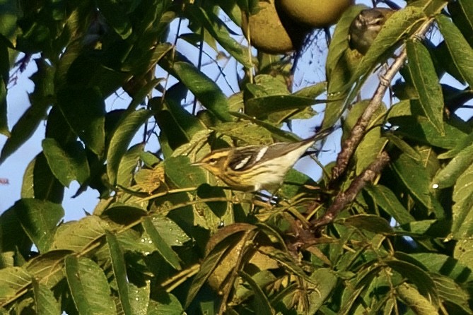 Blackburnian Warbler - ML608907394