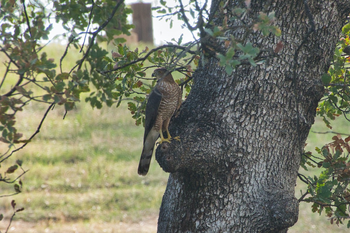 Cooper's Hawk - ML608907407