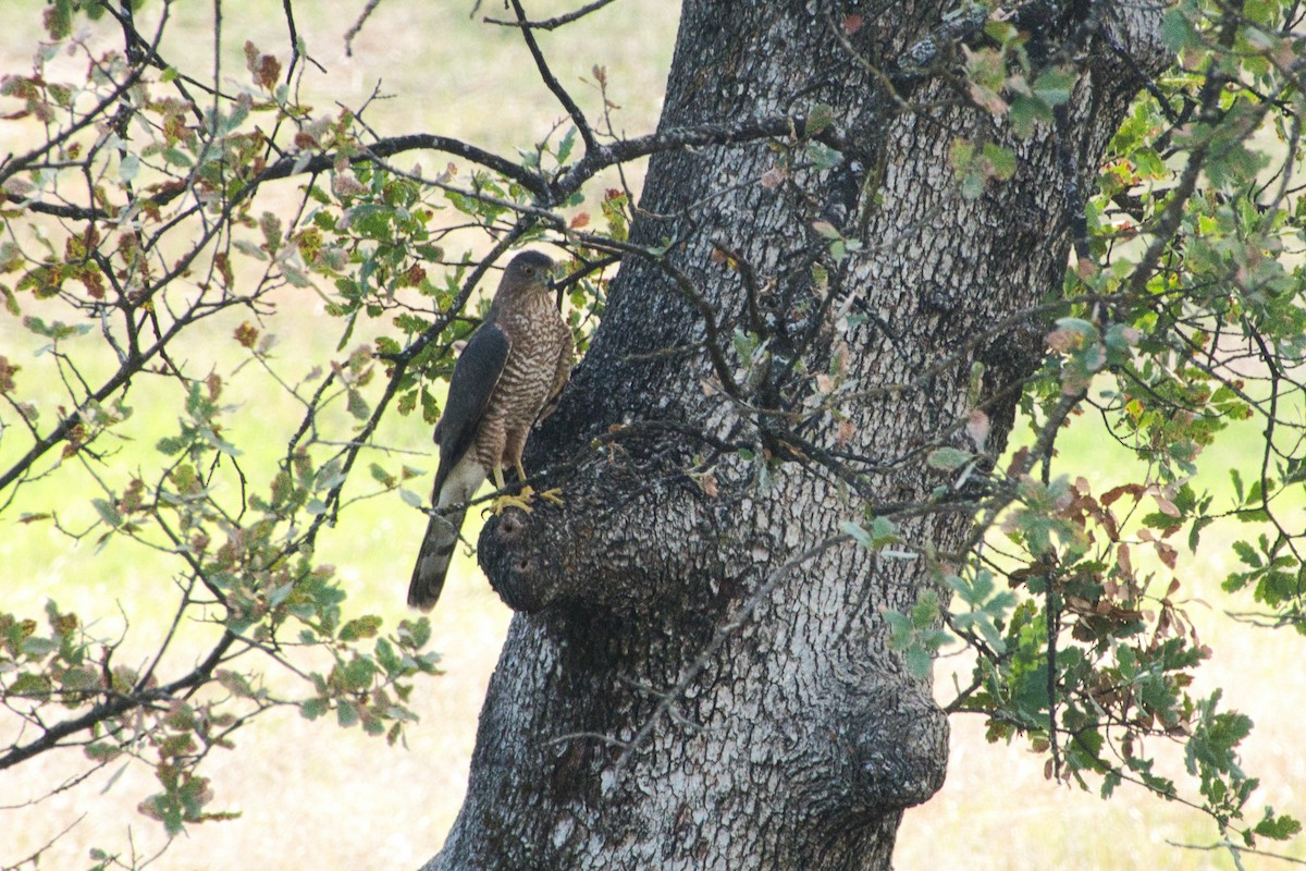 Cooper's Hawk - ML608907408