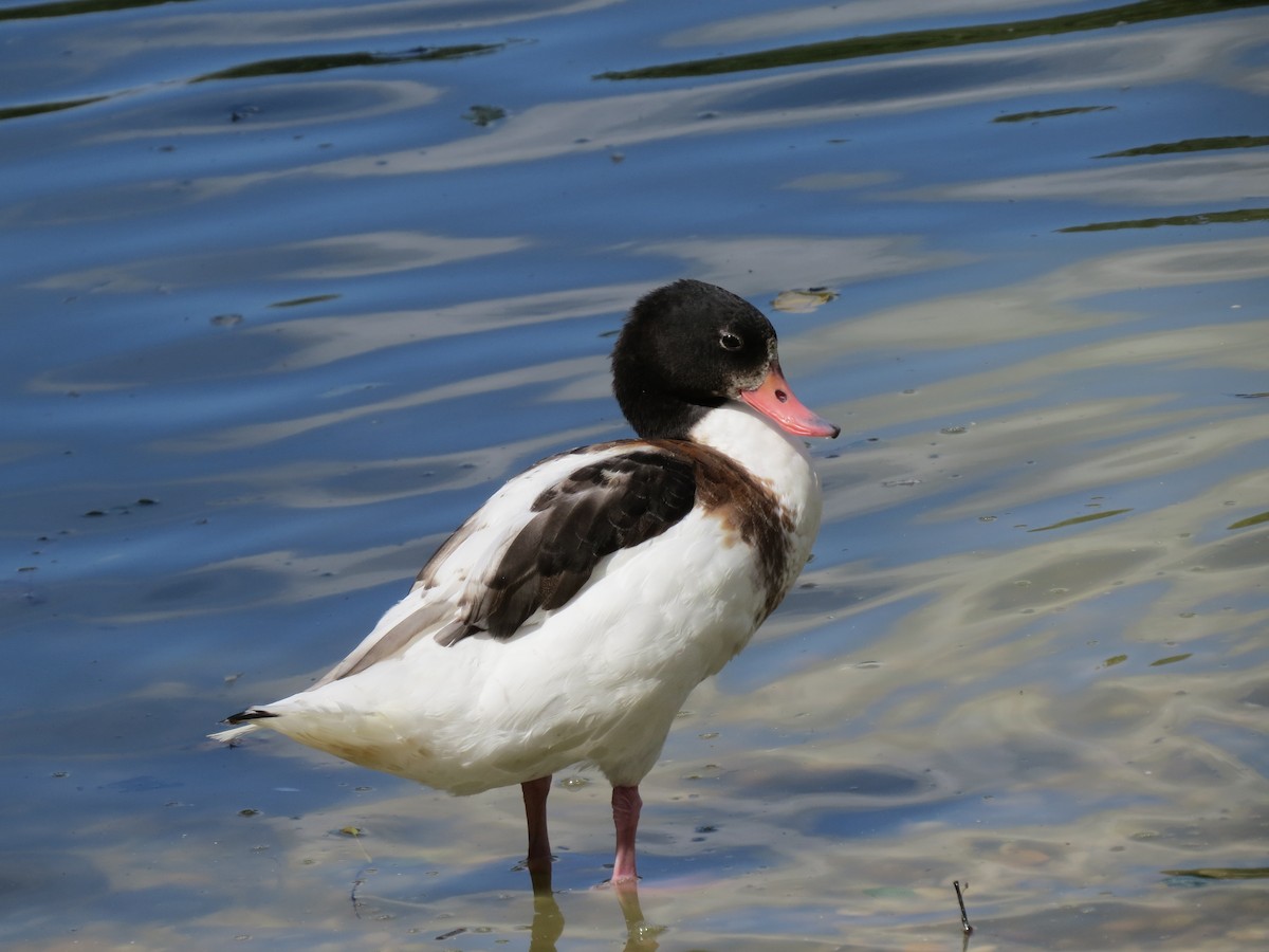 Common Shelduck - ML60890751