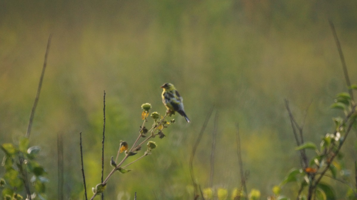 American Goldfinch - ML608907510