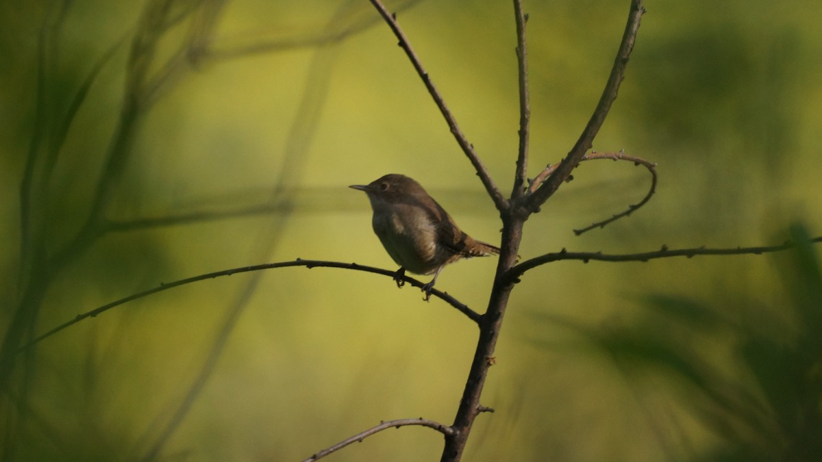 House Wren - ML608907514