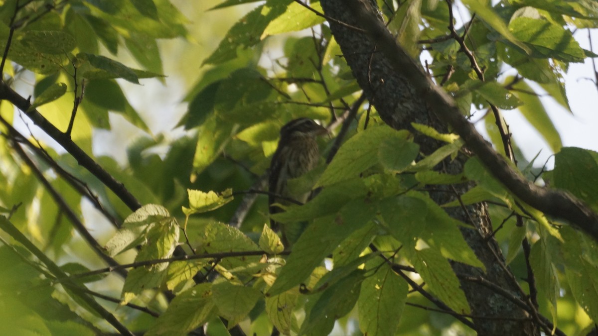 Rose-breasted Grosbeak - ML608907534