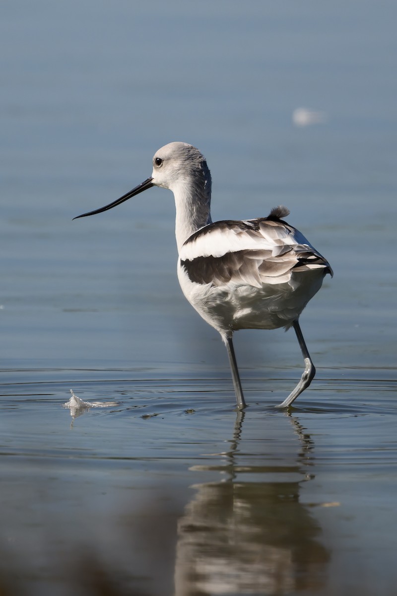 American Avocet - ML608907544