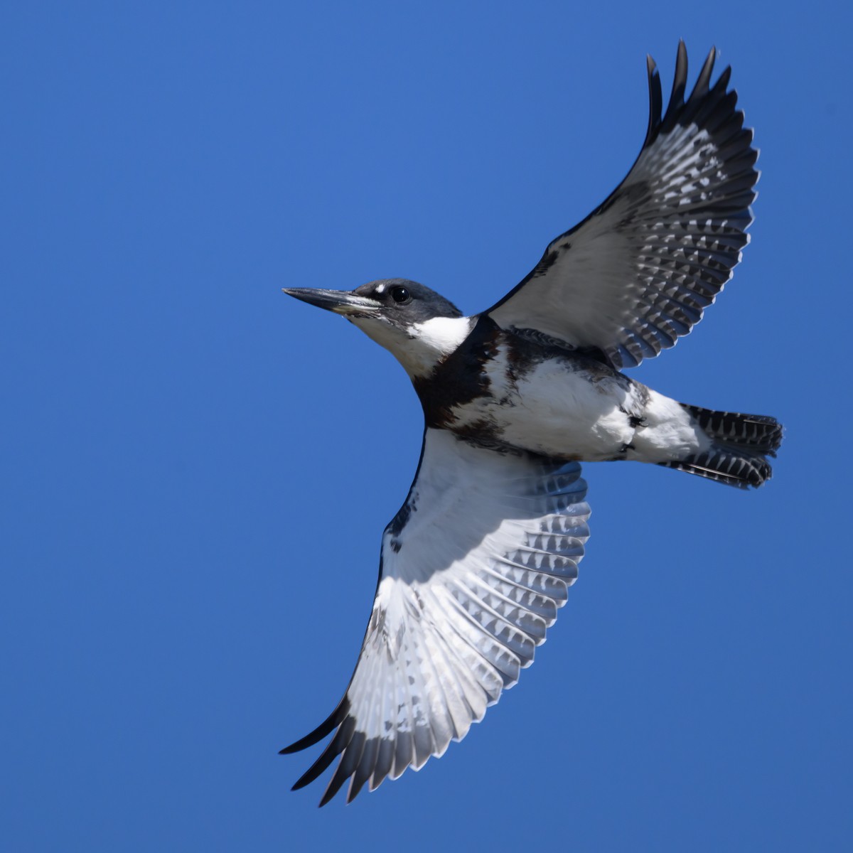 Belted Kingfisher - ML608907548