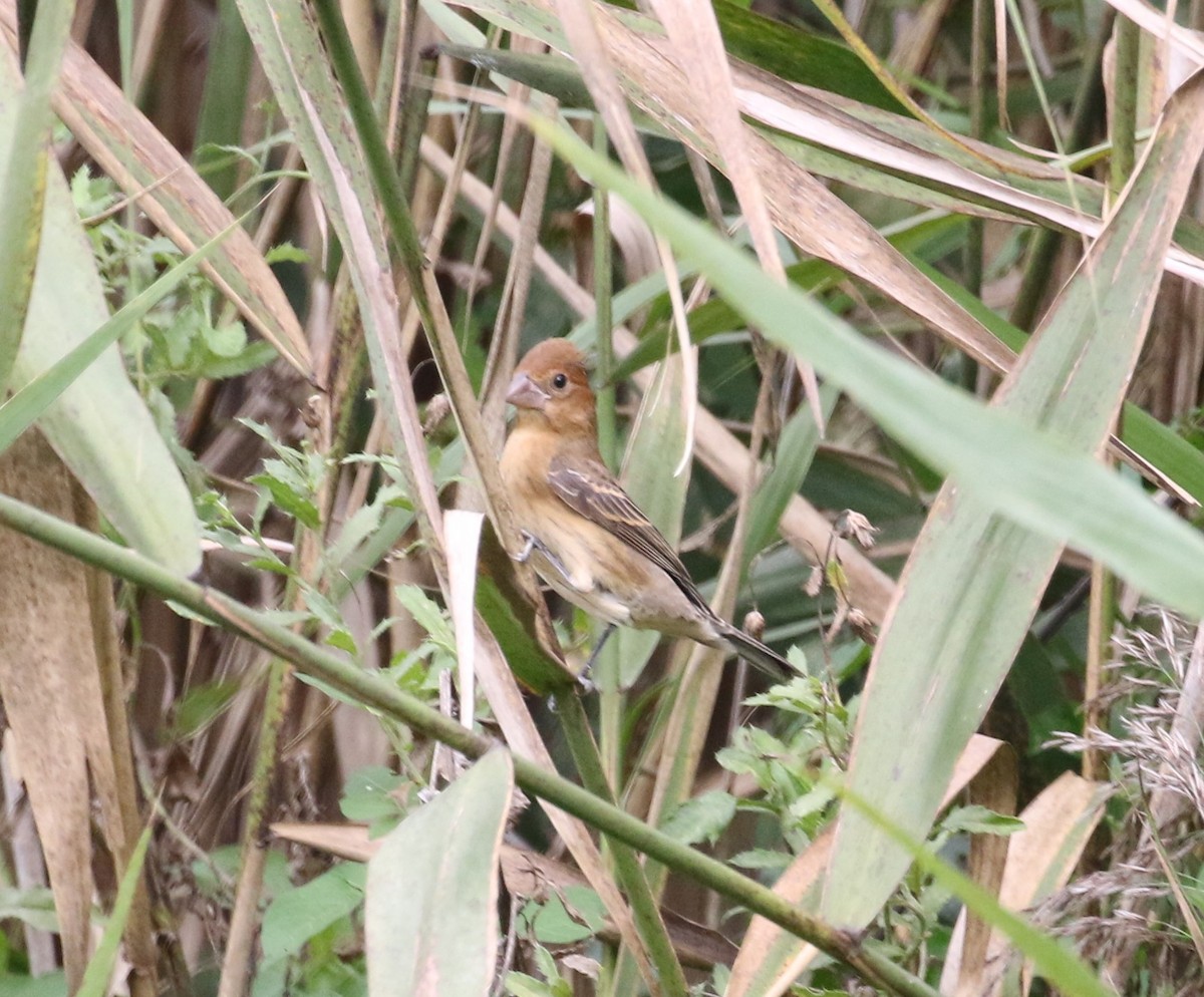 Blue Grosbeak - ML608907607