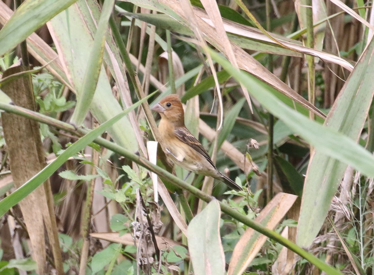 Blue Grosbeak - John Oshlick