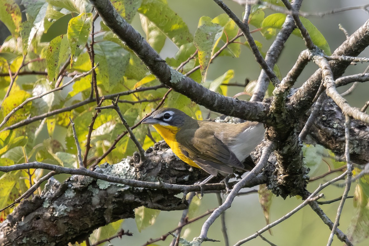 Yellow-breasted Chat - Dave Rodriguez