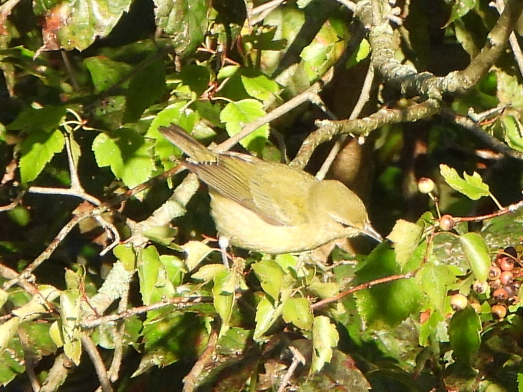 Tennessee Warbler - ML608907660