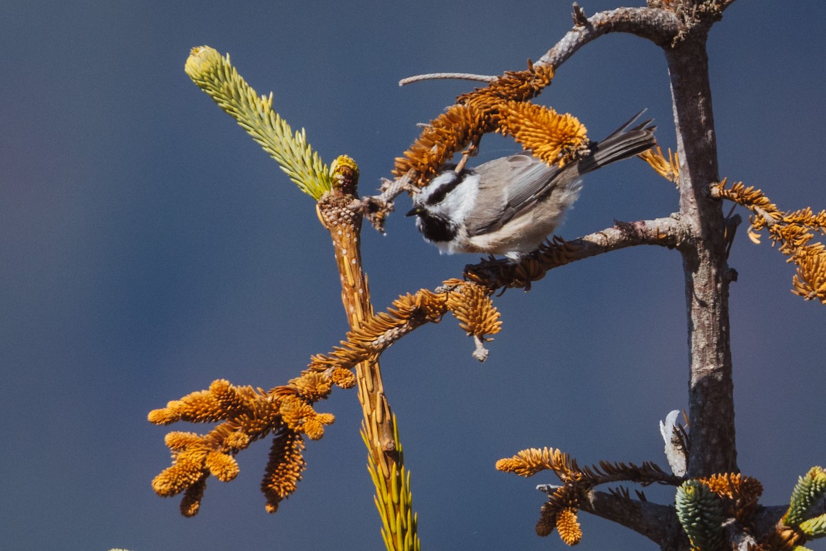 Mountain Chickadee - ML608907674