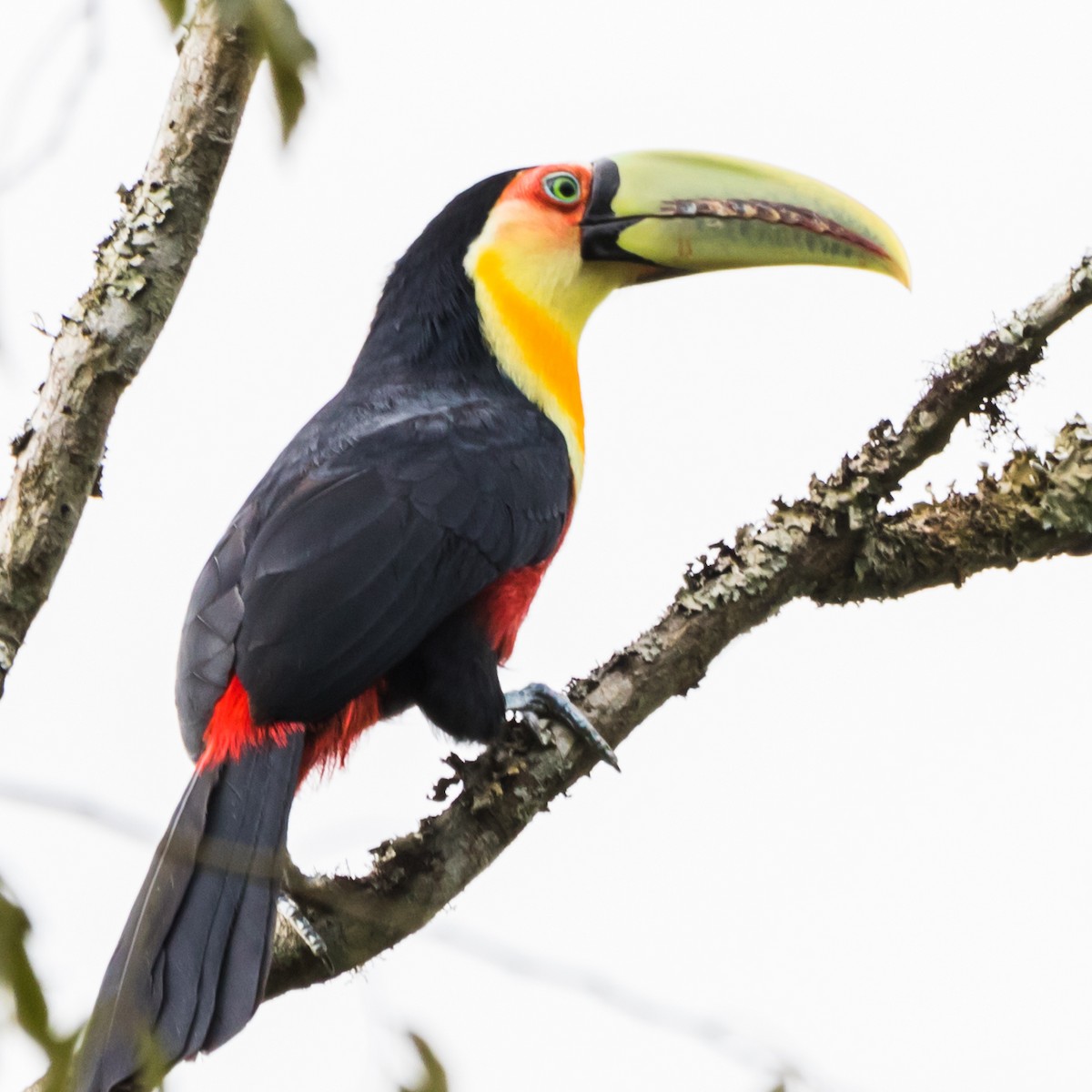 Red-breasted Toucan - ML608907682