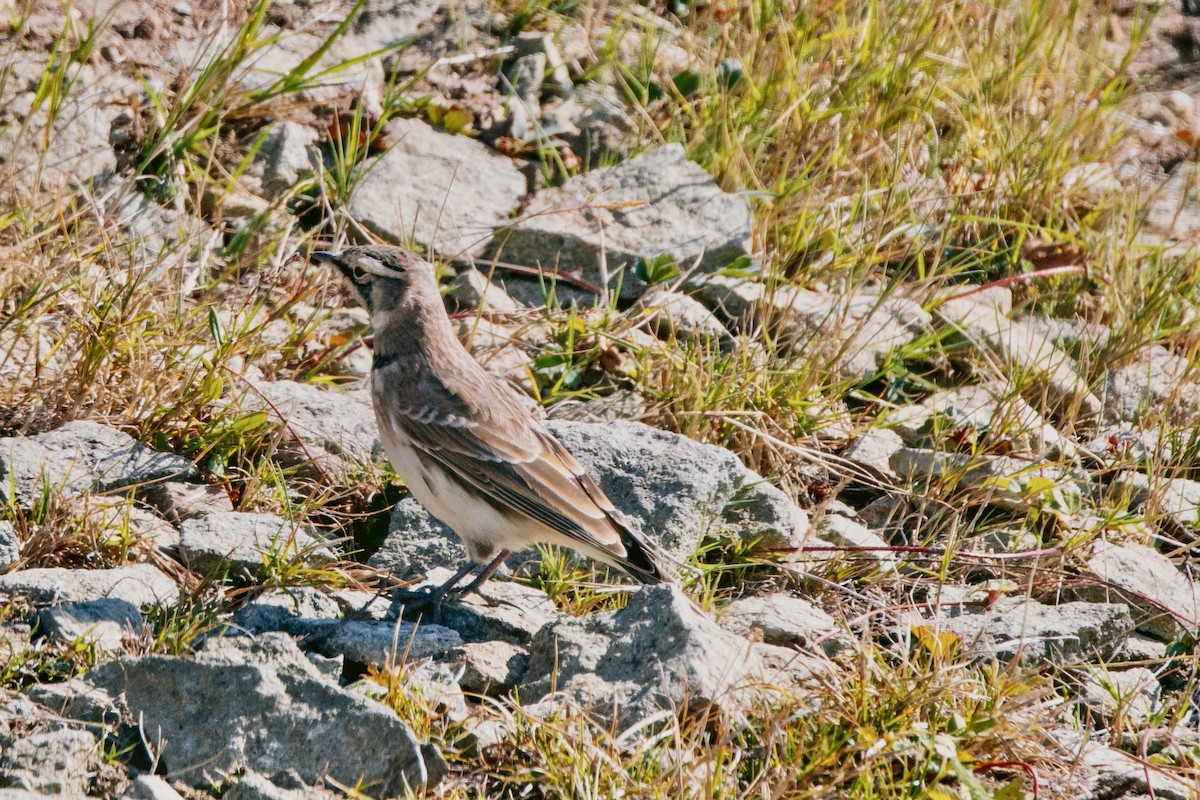 Horned Lark - ML608907685