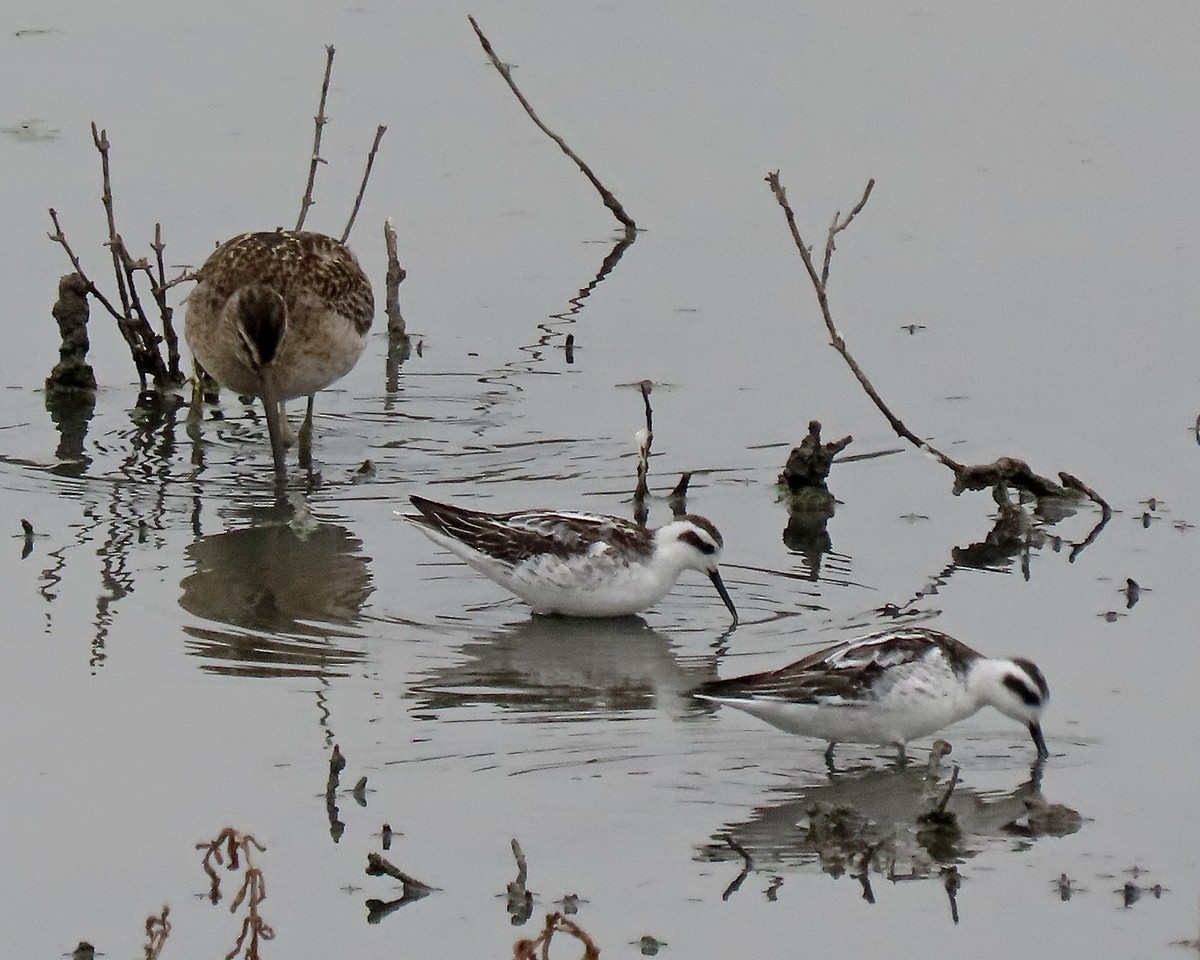 Red-necked Phalarope - ML608907833