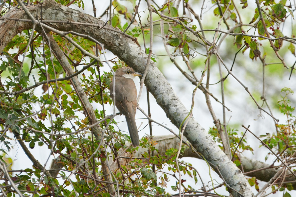 Yellow-billed Cuckoo - emily neale