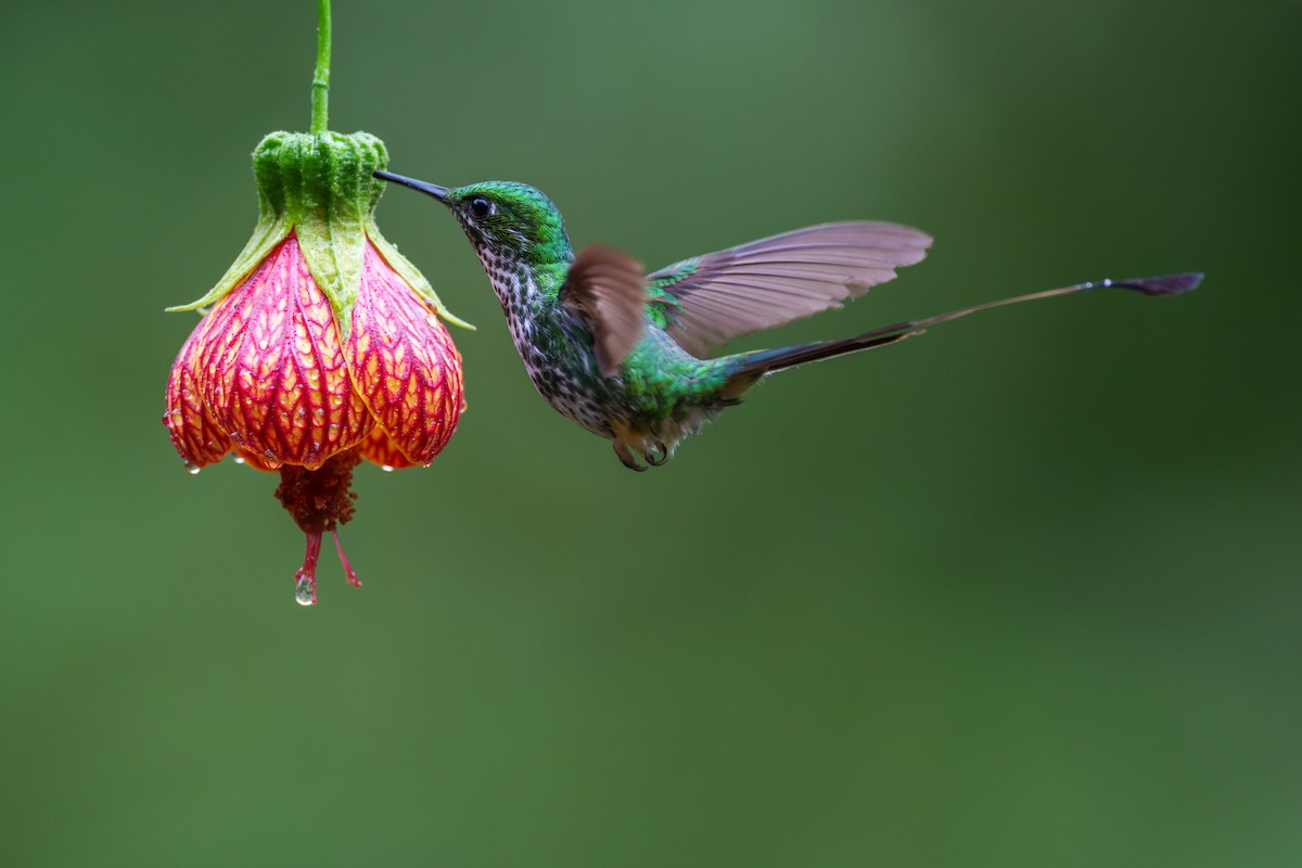 Peruvian Racket-tail - Jeff Hapeman