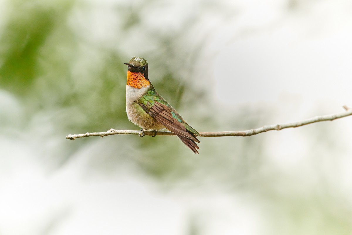 Ruby-throated Hummingbird - ML608908022