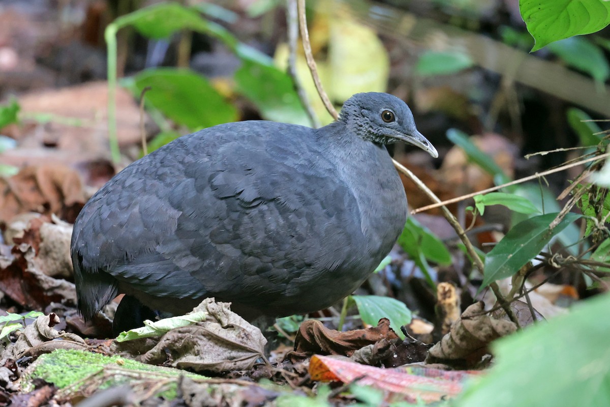 Black Tinamou - ML608908032