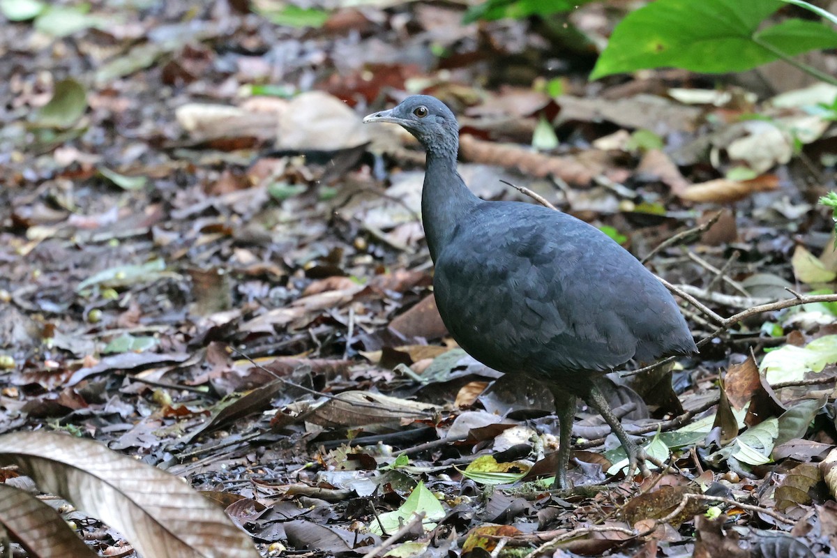 Black Tinamou - Raphaël JORDAN