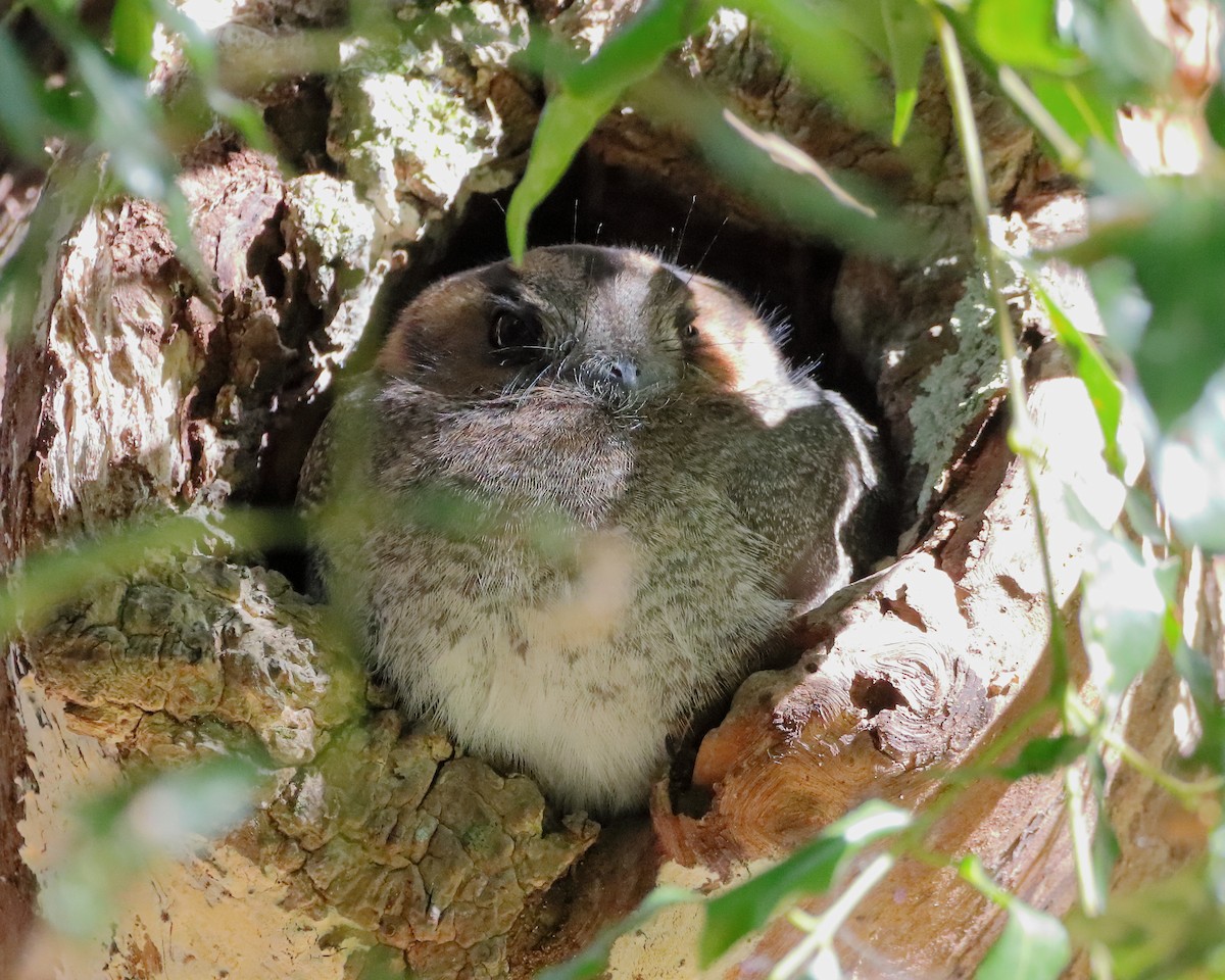 Australian Owlet-nightjar - ML608908120