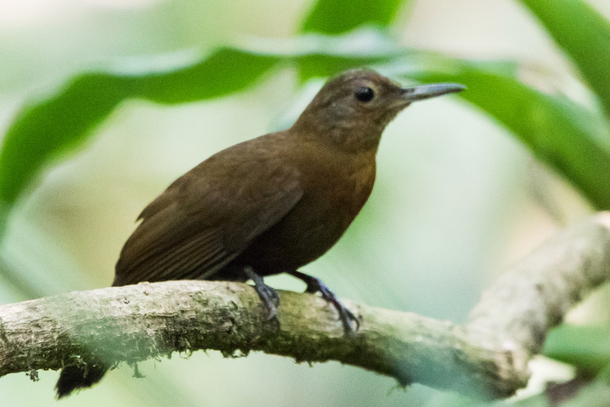 Rufous-breasted Leaftosser (Rufous-breasted) - ML608908337